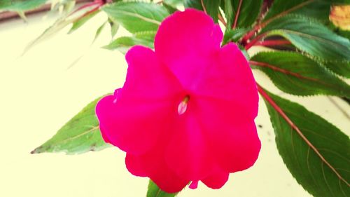 Close-up of red flowers