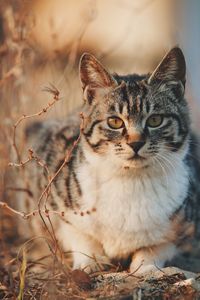 Close-up portrait of a cat