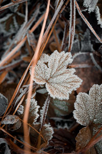 Close-up of dry leaves on frozen plant