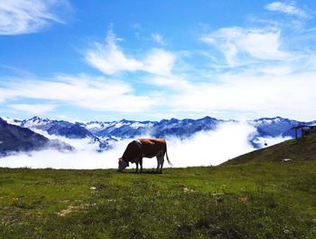 Horses on a field