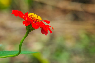 Close-up of red rose flower