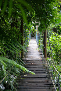Boardwalk amidst trees