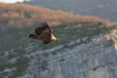 Low angle view of eagle flying against blurred background