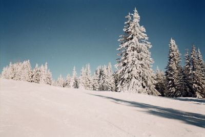 Snow covered trees against clear sky