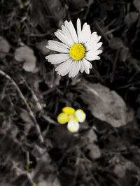 Close-up of white flower blooming outdoors