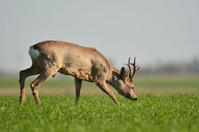 Side view of roe deer grazing on grassy field