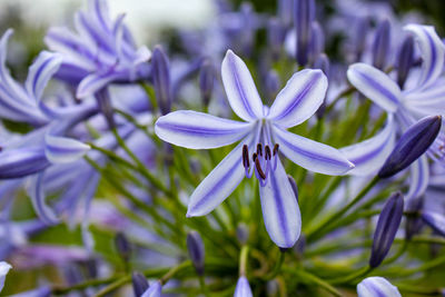 Close-up of purple flowering plant