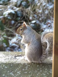 Close-up of squirrel