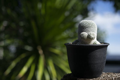 Close-up of succulent plant