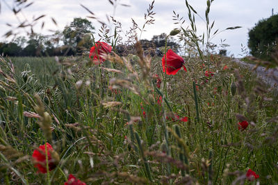 Close-up of red poppy flowers on field