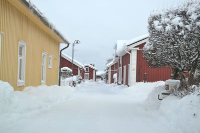 Snow covered trees