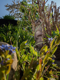 View of a reptile on a tree