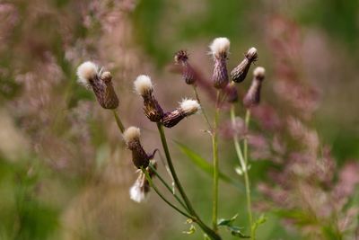 Close-up of flower