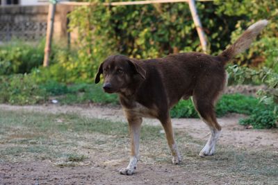 View of dog looking away on field