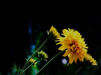 Close-up of yellow flower