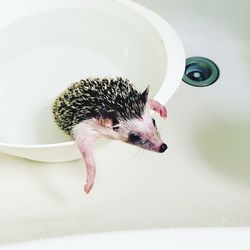 Close-up of hedgehog in sink