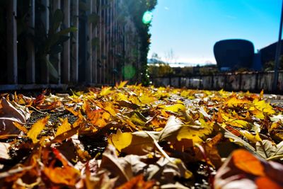 Close-up of dry leaves on sidewalk in city