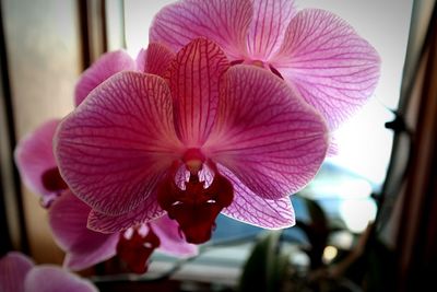 Close-up of pink flower