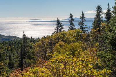 Scenic view of forest against sky during autumn