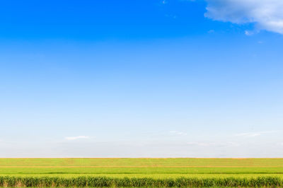 Scenic view of agricultural field against blue sky