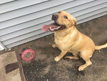 High angle view of dog sitting on footpath