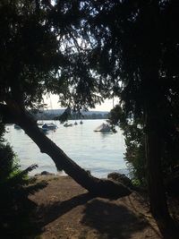 View of trees on riverbank