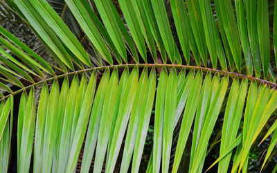 Full frame shot of palm leaf