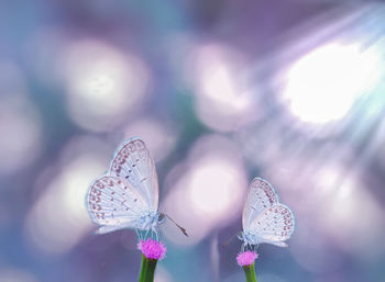 Close-up of butterfly on purple flower