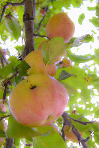 Low angle view of apple growing on tree