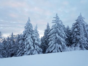 Snow covered trees in forest against sky