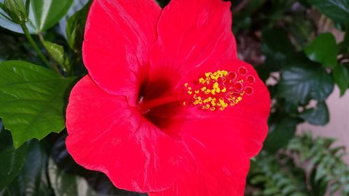 Close-up of red hibiscus flower