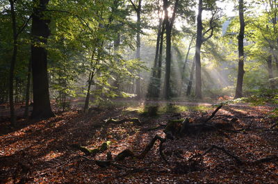 Sun shining through trees