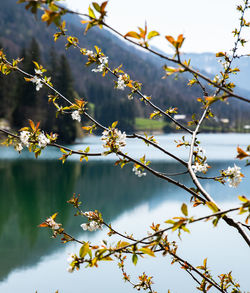 Close-up of blooming cherry tree against lake