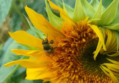 Close-up of bee on yellow flower