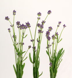 Close-up of fresh flowers against sky