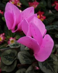 Close-up of pink flower