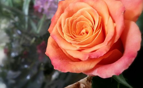 Close-up of pink rose