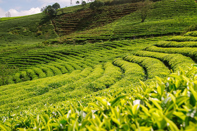 Tea field in da lat, vietnam 