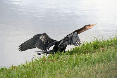 Close-up of bird on grass