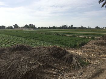 Scenic view of agricultural field against sky