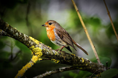Close-up of bird perching on tree