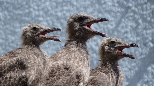 Close-up of a bird