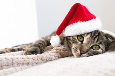 Close-up of cat lying on bed at home