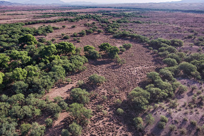 High angle view of trees on land