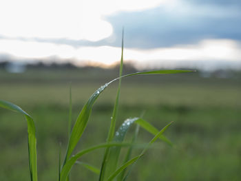 Close-up of fresh green grass against sky