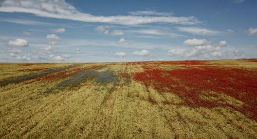 Scenic view of field against sky