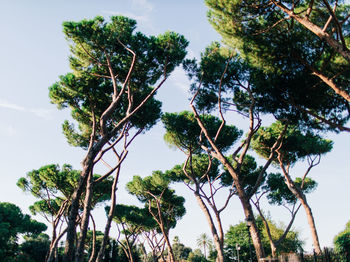 Low angle view of trees against sky