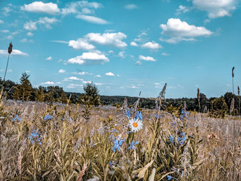 Plants growing on field against sky