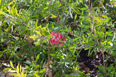 Close-up of flowers blooming outdoors