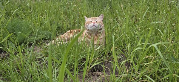 Portrait of cat on grassy field